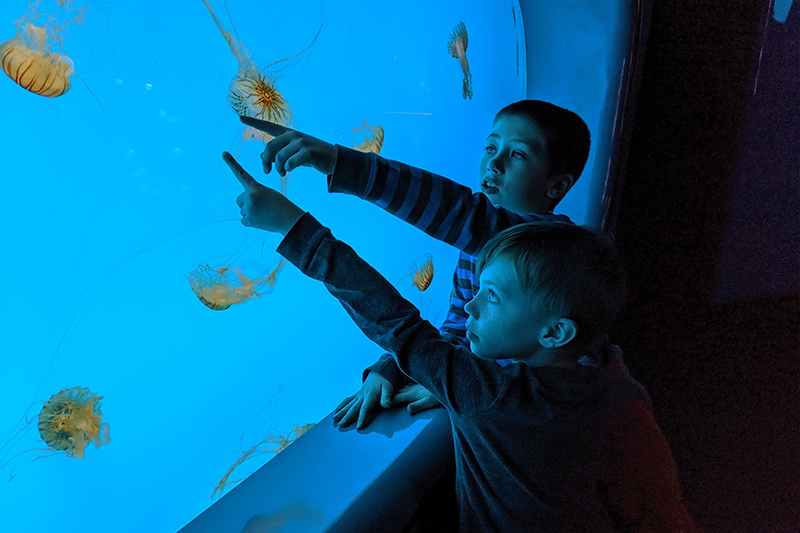 Jellyfish fiuk