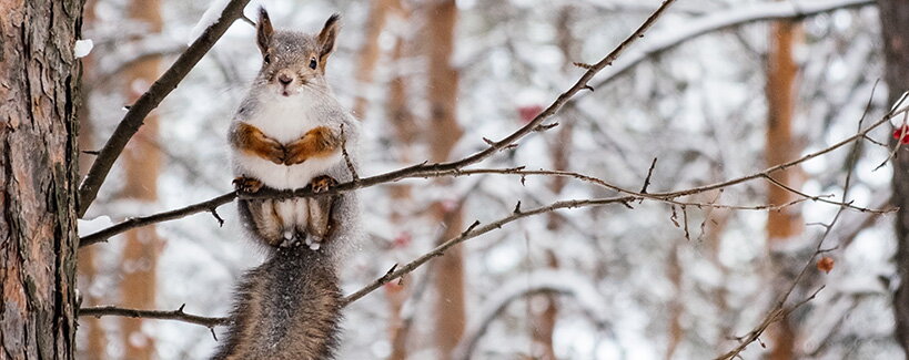 Valódi természeti színház: Hogyan csalogasd a madarakat és mókusokat a kertedbe?